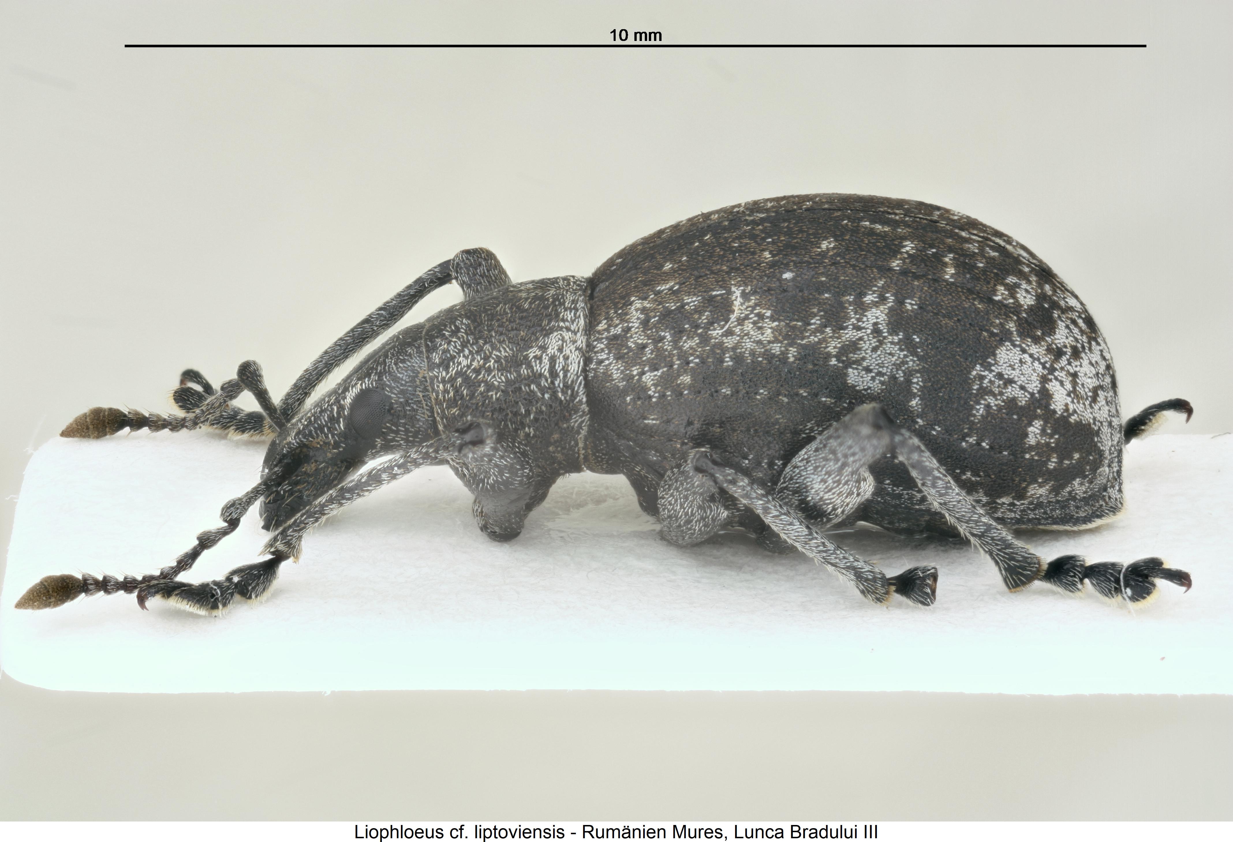 liophloeus_liptoviensis_sa.jpg