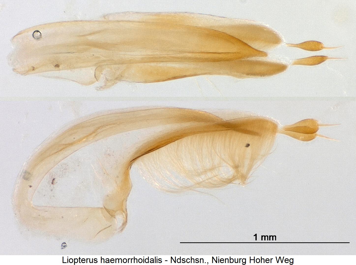 liopterus_haemorrhoidalis.jpg