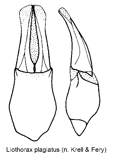liothorax_plagiatus.gif