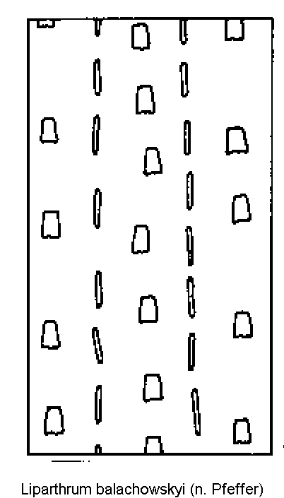 liparthrum_balachowskyi_fld.gif
