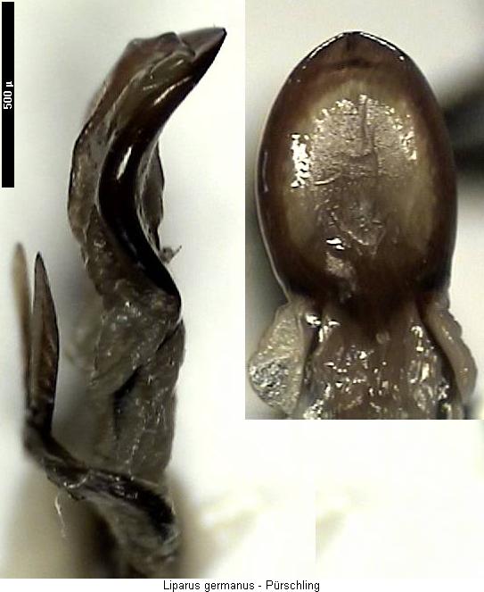 liparus_germanus.jpg