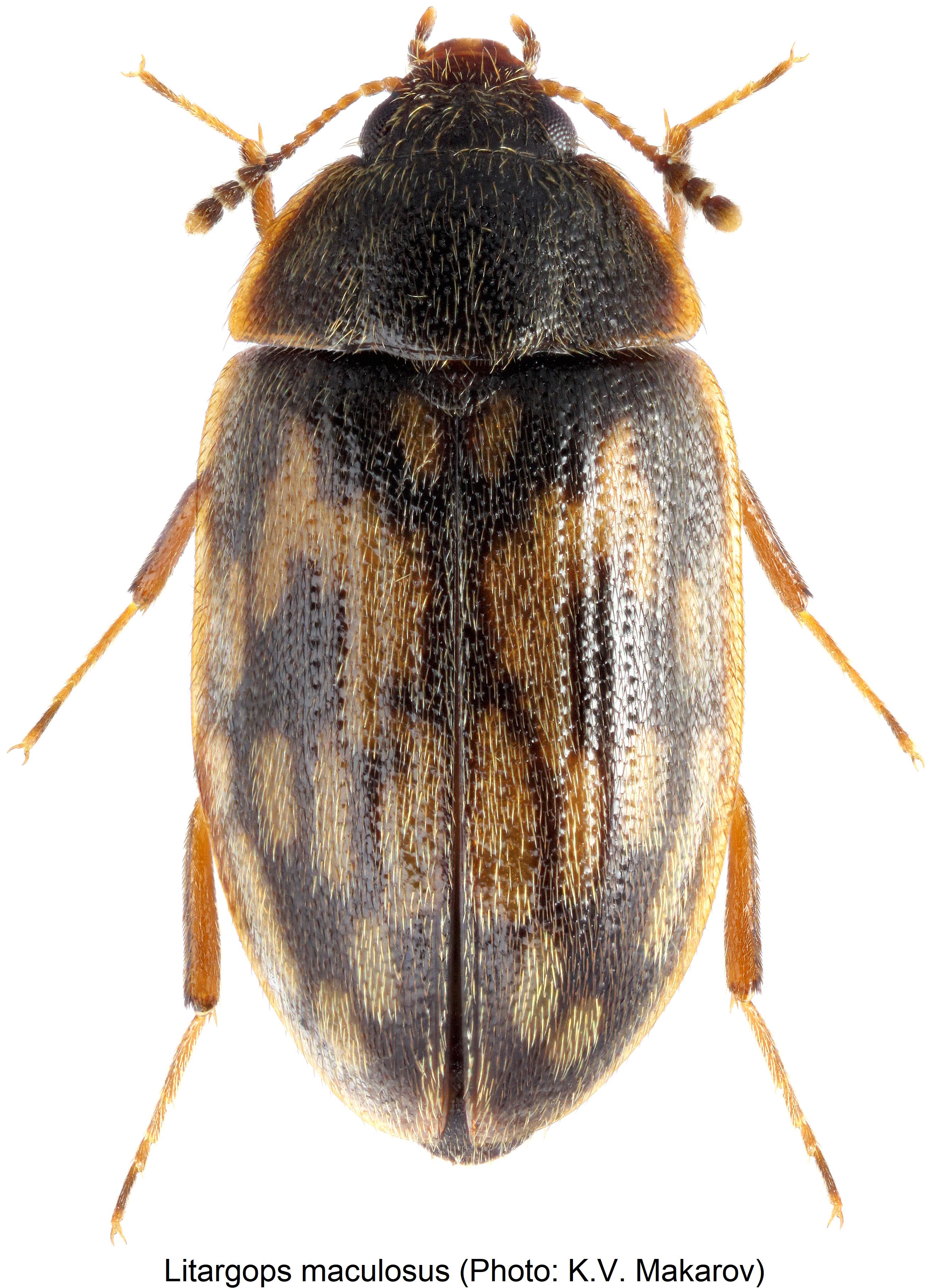 litargops_maculosus_hab.jpg