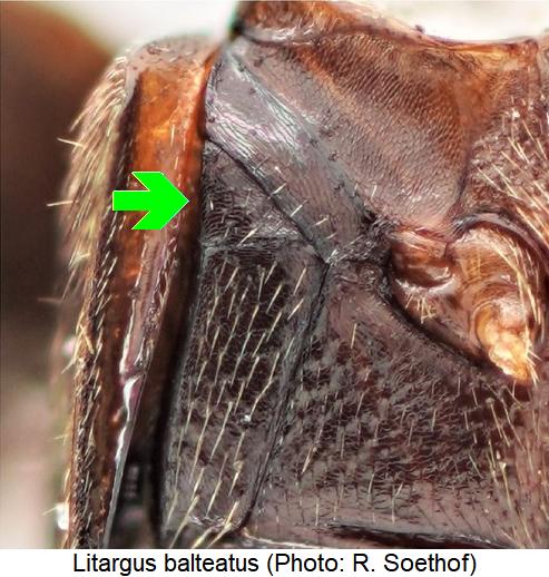 litargus_balteatus_hbr.jpg
