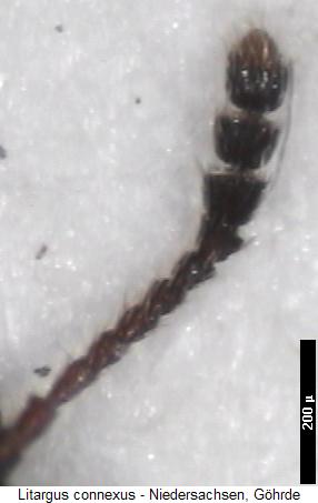 litargus_connexus_f.jpg