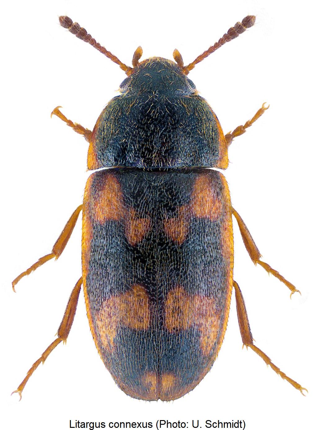 litargus_connexus_hab.jpg