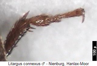 litargus_connexus_vtr.jpg