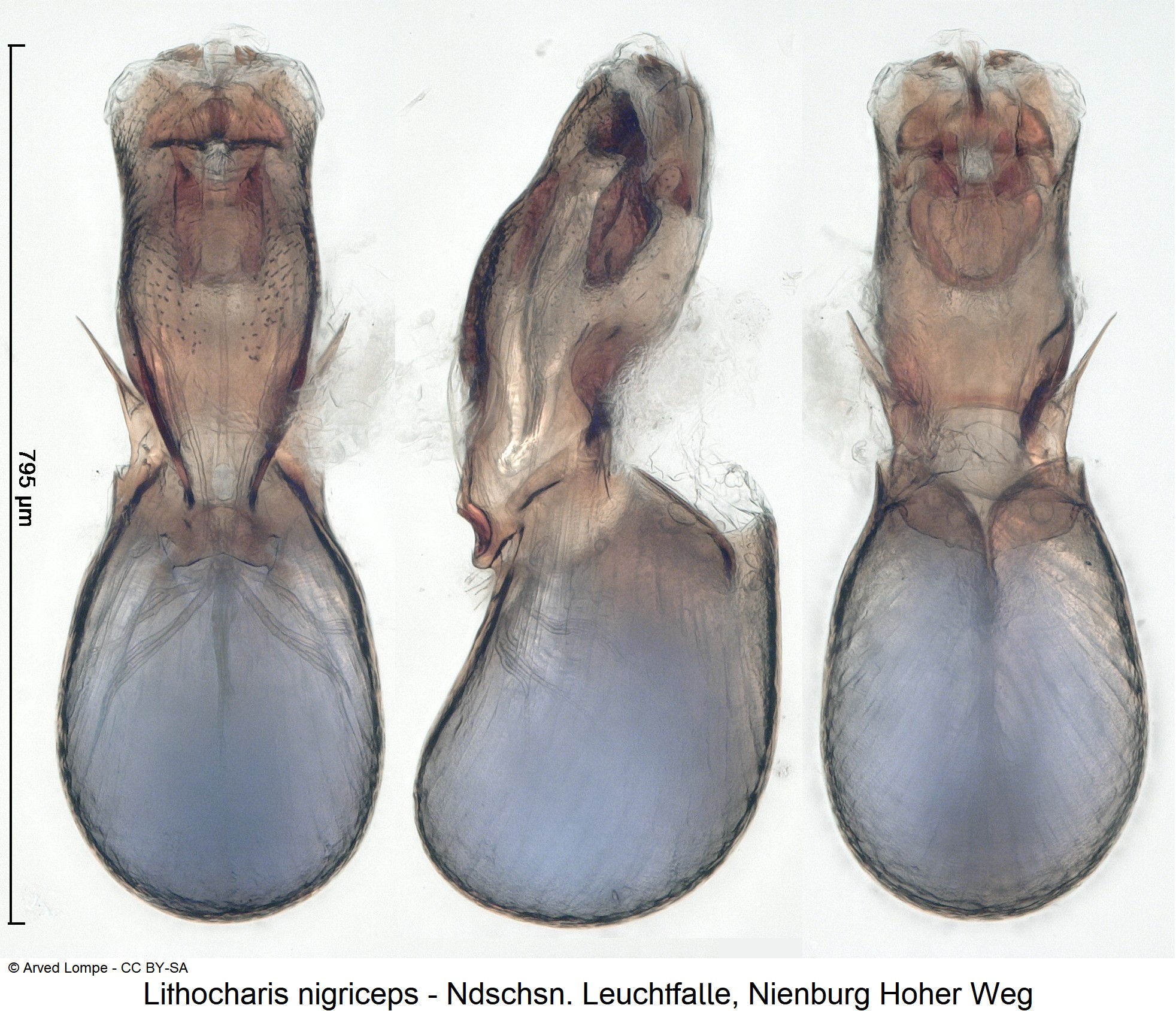 lithocharis_nigriceps_ck38119596.jpg
