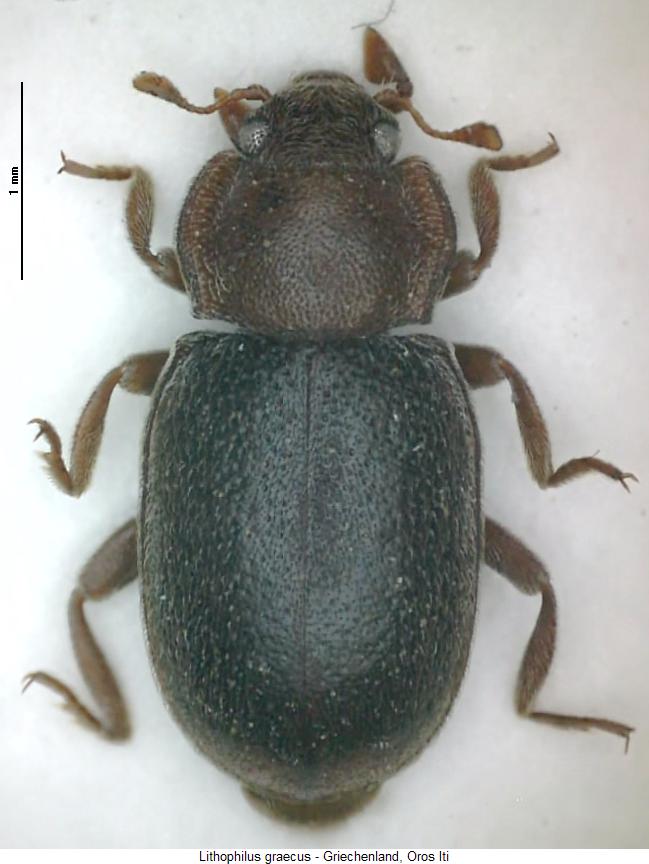 lithophilus_graecus_hab.jpg