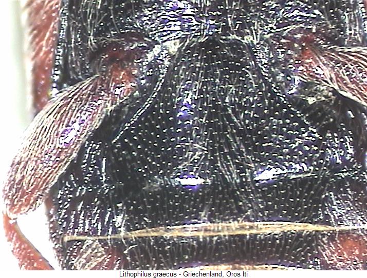 lithophilus_graecus_us.jpg