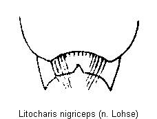 litocharis_nigriceps_hlb.gif