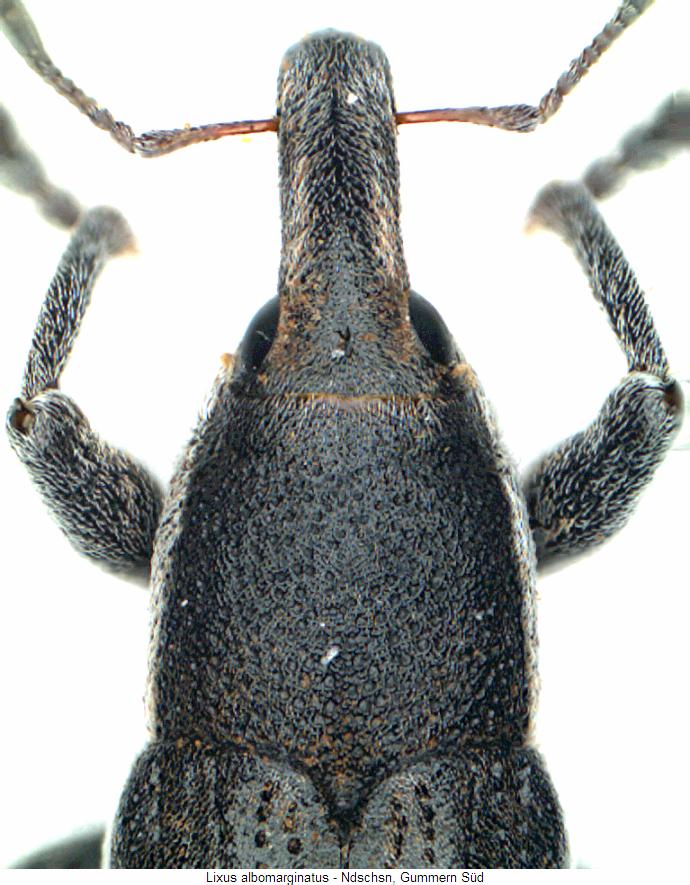 lixus_albomarginatus_vk.jpg