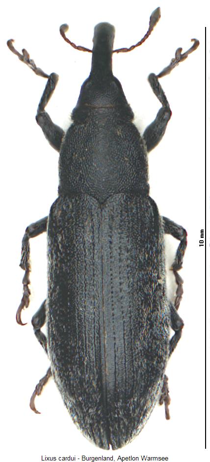 lixus_cardui_hab.jpg