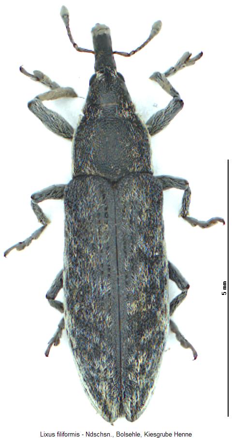 lixus_filiformis_hab2.jpg