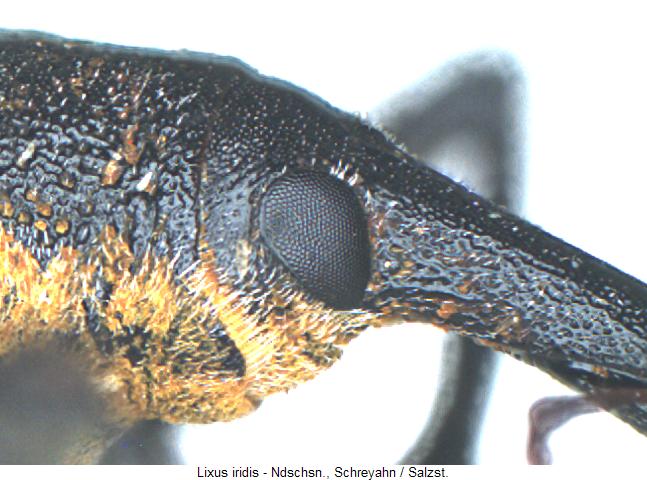 lixus_iridis_k.jpg