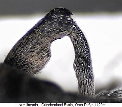 lixus_linearis_vb.jpg