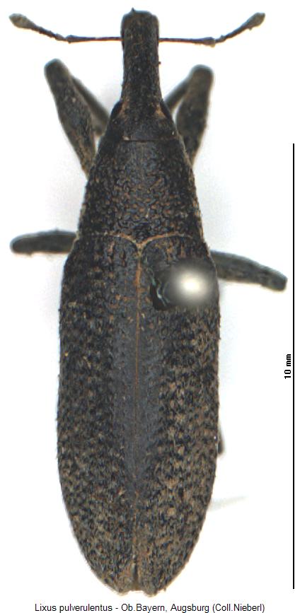 lixus_pulverulentus_hab.jpg