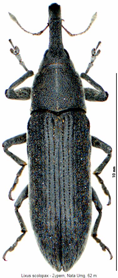 lixus_scolopax_hab.jpg