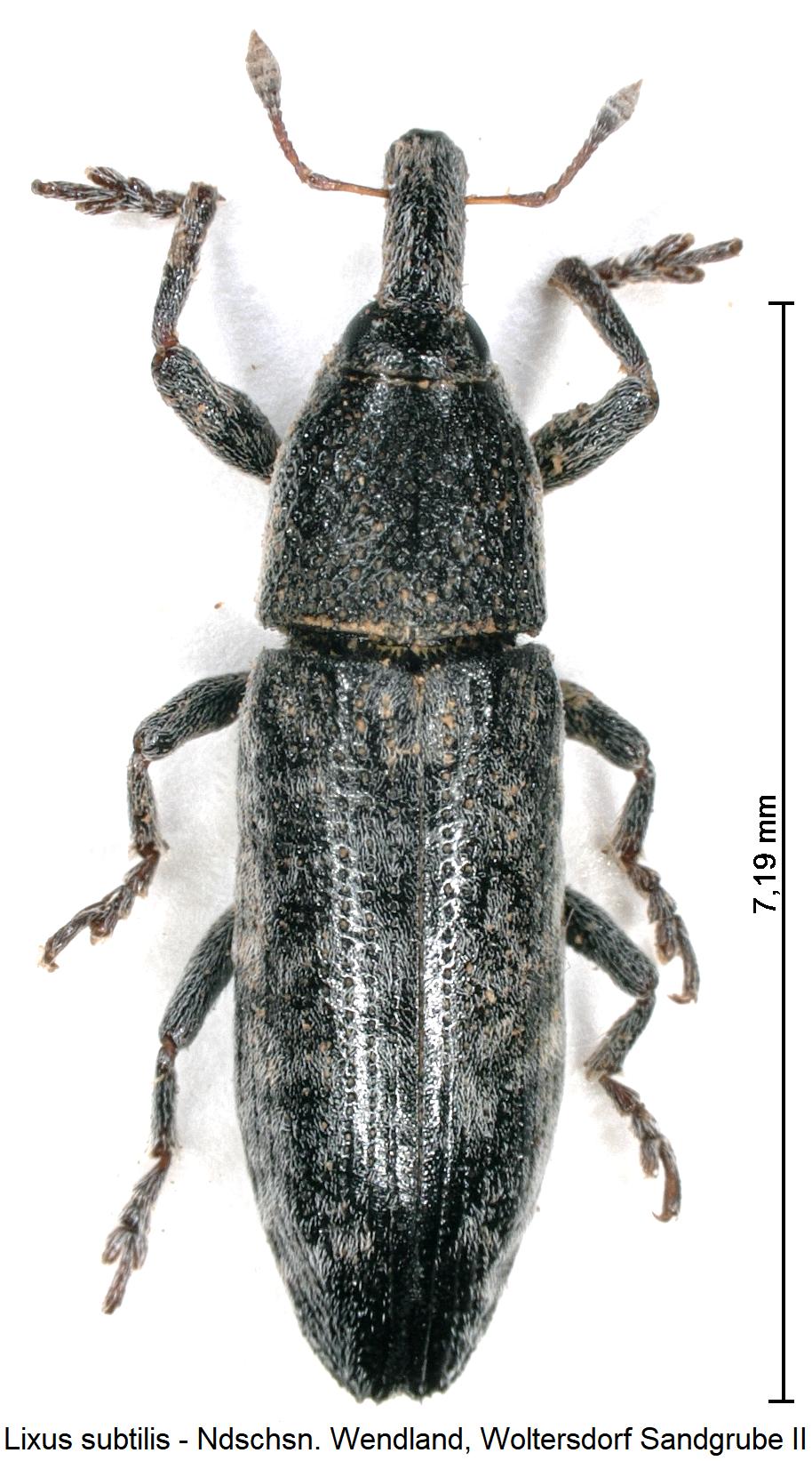 lixus_subtilis_hab1.jpg