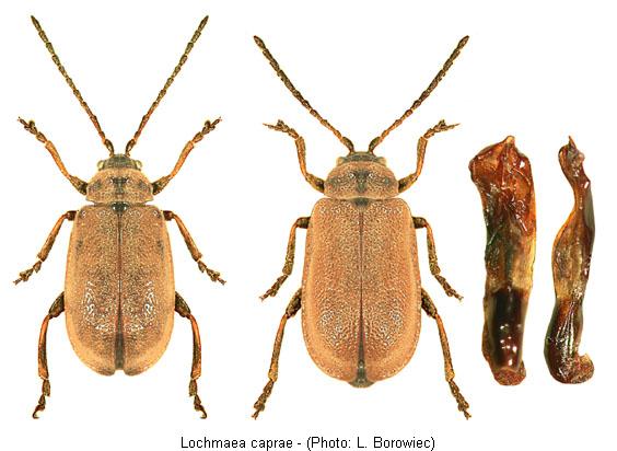 lochmaea_capreae.jpg