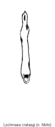 lochmaea_crataegi.gif