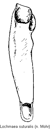 lochmaea_suturalis.gif