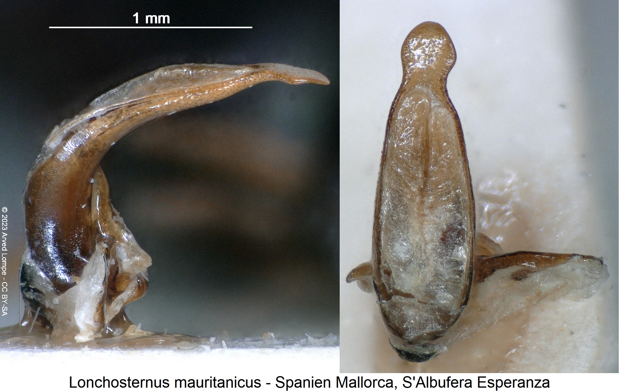 lonchosternus_mauritanicus.jpg