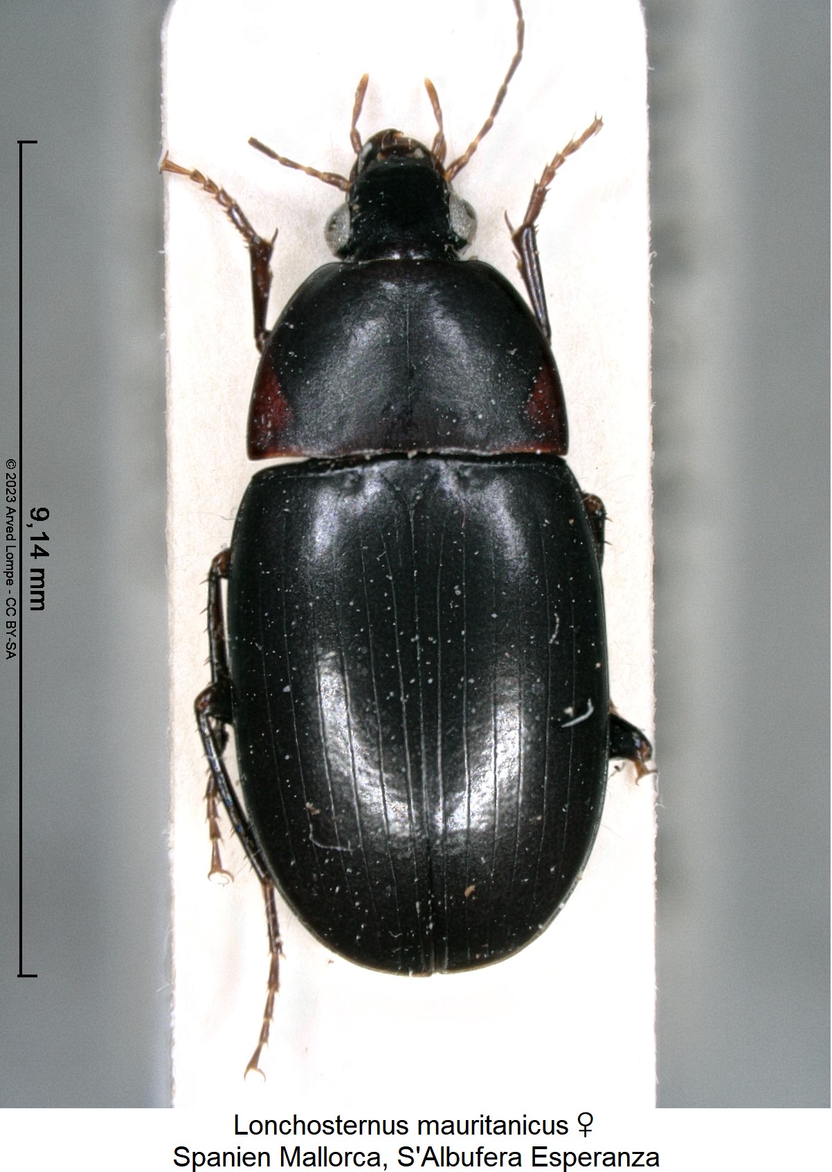 lonchosternus_mauritanicus_w_hab.jpg