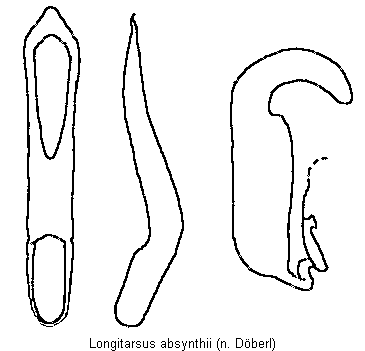 longitarsus_absynthii.gif