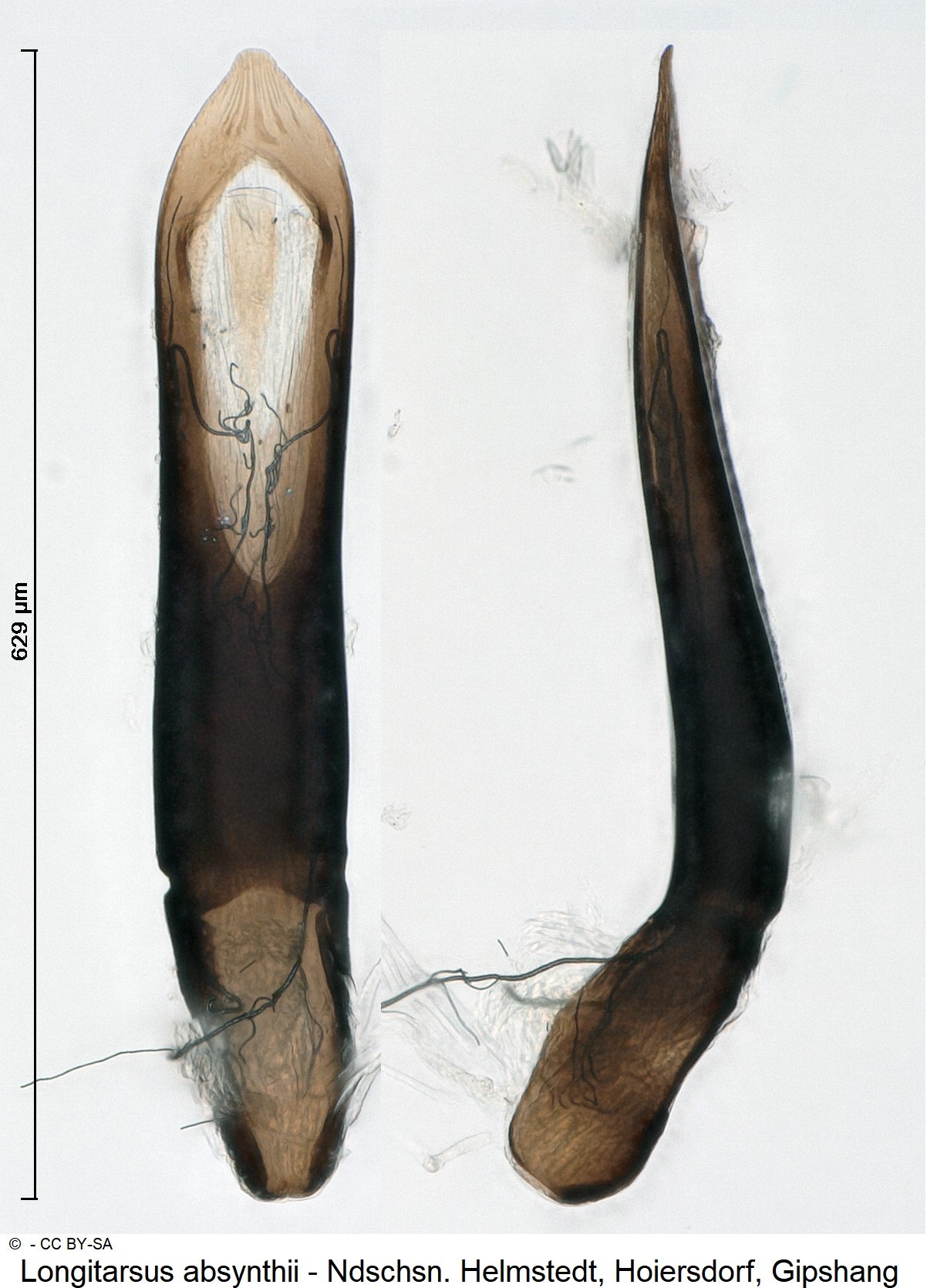 longitarsus_absynthii_ck31707843.jpg