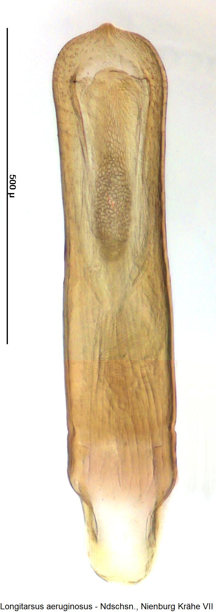 longitarsus_aeruginosus.jpg