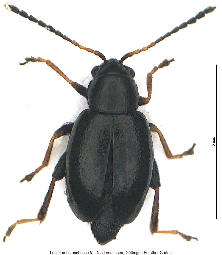 longitarsus_anchusae_hab.jpg