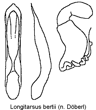 longitarsus_bertii.gif