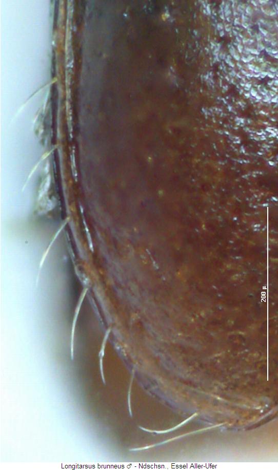 longitarsus_brunneus_fld.jpg