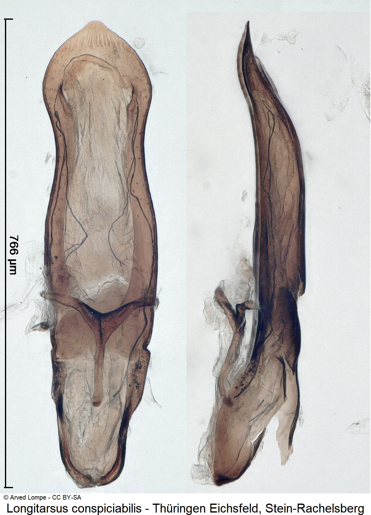 longitarsus_conspiciabilis.jpg