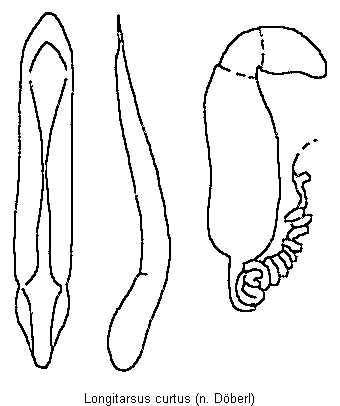 longitarsus_curtus.gif