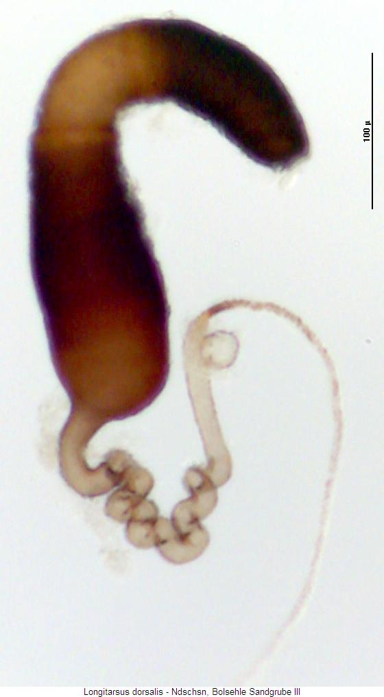 longitarsus_dorsalis_sperm.jpg