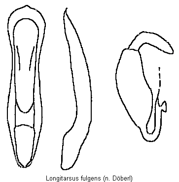 longitarsus_fulgens.gif