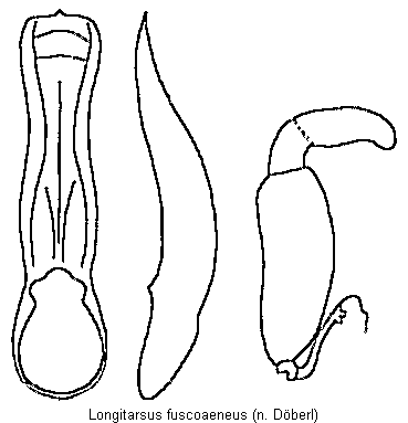 longitarsus_fuscoaeneus.gif