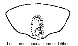 longitarsus_fuscoaeneus_sternit.gif