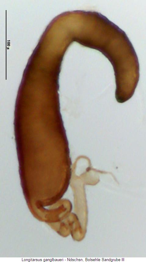 longitarsus_ganglbaueri_sperm.jpg
