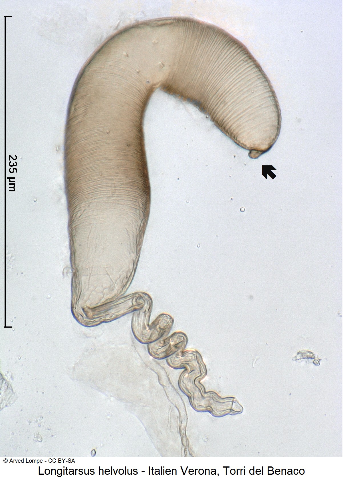 longitarsus_helvolus_ck6058811_sperm.jpg