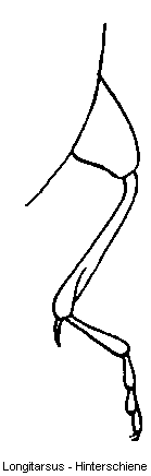 longitarsus_hschn.gif