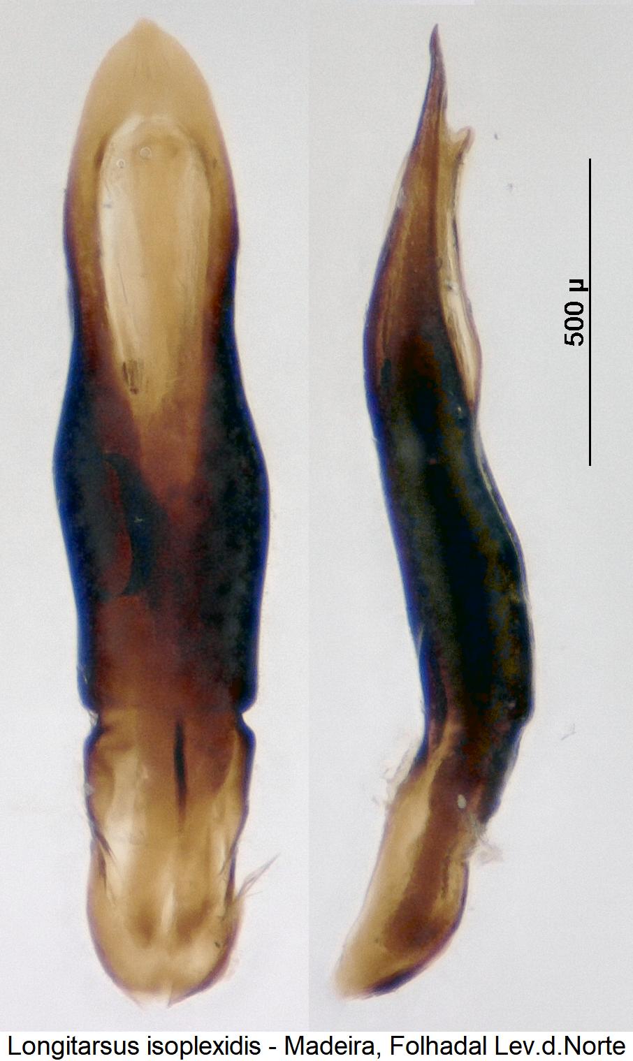 longitarsus_isoplexidis.jpg