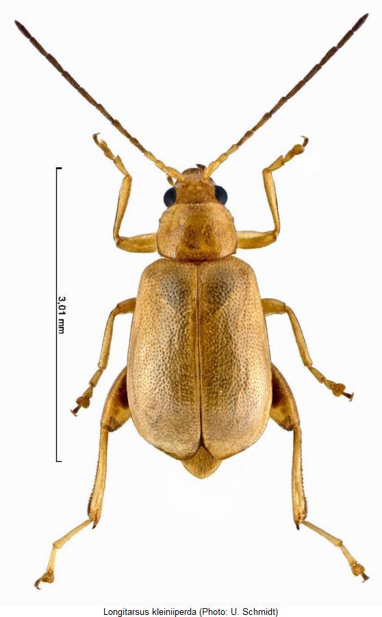 longitarsus_kleiniiperda_hab.jpg