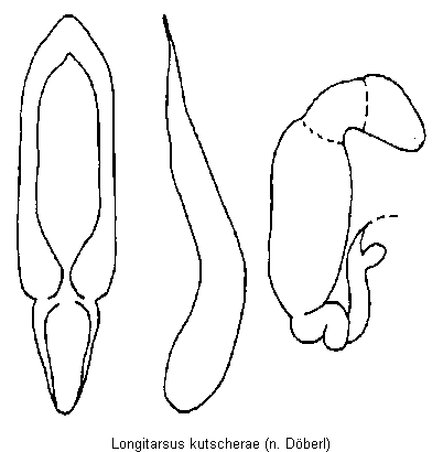 longitarsus_kutscherae.gif
