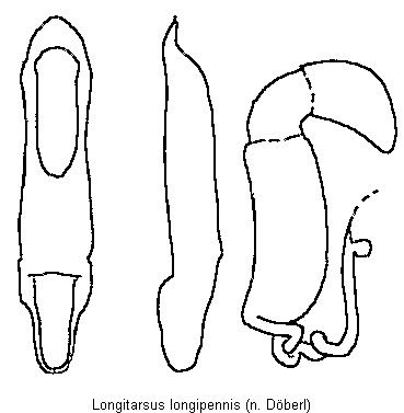 longitarsus_longipennis.gif