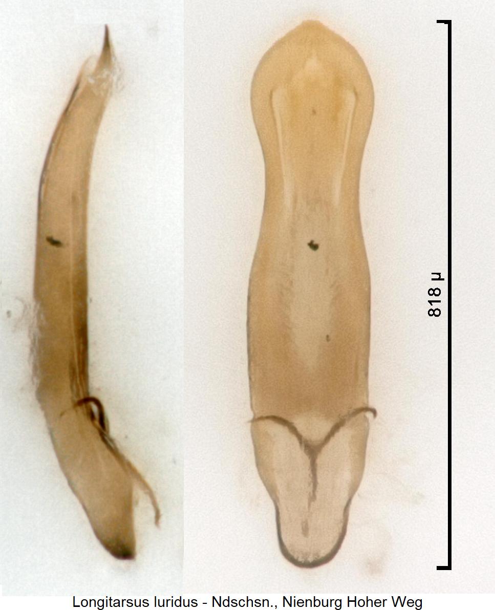 longitarsus_luridus3.jpg