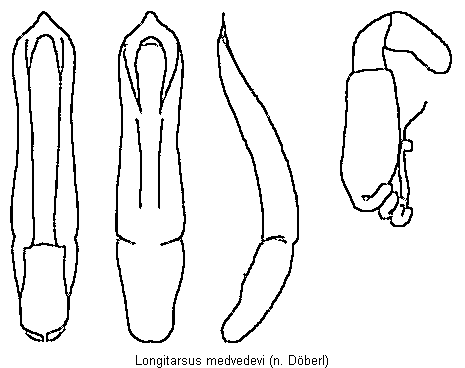 longitarsus_medvedevi.gif