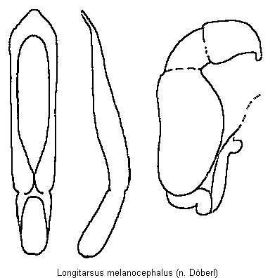 longitarsus_melanocephalus.gif