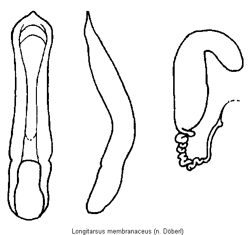 longitarsus_membranaceus.gif